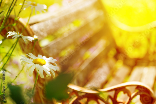 Sommertag im Garten  -  Zauberhafter Sitzplatz zwischen Blumen