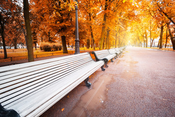 Wall Mural - path with benches in the park