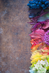 Wall Mural - Autumn leaves and berries