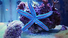Blue Linckia Laevigata Starfish