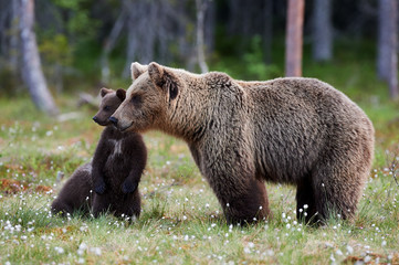 Wall Mural - mother bear and cubs