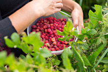 Image Of A Girl Collecting Real Forest Raspberries