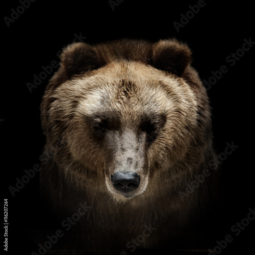 Cuadros en Lienzo bear portrait isolated on black