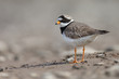 The common ringed plover or ringed plover (Charadrius hiaticula)
