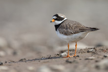 The Common Ringed Plover Or Ringed Plover (Charadrius Hiaticula)
