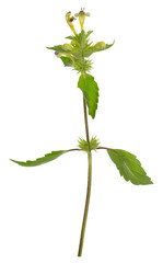 Wall Mural - Blooming Large-flowered hemp-nettle, Galeopsis speciosa isolated on white background