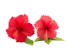 Two Red Hibiscus Flowers On Isolated White Background