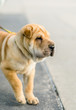 Portrait of a cute and beautiful sharpei dog against bokeh background. Selective focus.