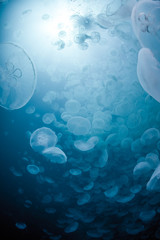 Poster - School of Water Jelly