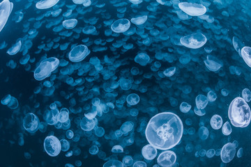 Wall Mural - School of Water Jelly