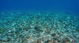 Fototapeta Do akwarium - Underwater scenery, corals on the ocean floor on the upper fore reef slope, Huahine, Pacific ocean, French Polynesia
