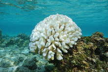 Coral Bleaching, Pocillopora Coral Bleached On The Reef Flat, Due To El Nino, Pacific Ocean, French Polynesia