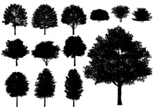 Vector Trees Isolated On A White Background.