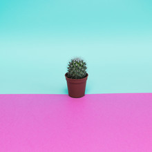 Trendy Cactus In Pink And Blue Colors