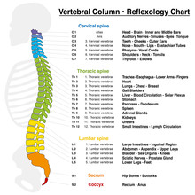 Vertebral Column Reflexology Chart With Accurate Description Of The Corresponding Internal Organs And Body Parts, And With Names And Numbers Of The Vertebras.