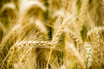 Yellow wheat field close up macro photograph