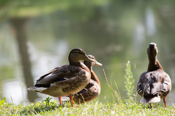 wild Mallard Duck
