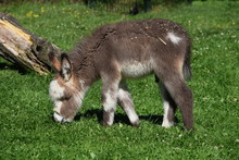 Baby Donkey 