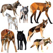 Wolves set colorful low poly animal designs isolated on white background. Vector illustration. Collection in a modern style.
