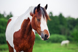 Fototapeta Konie - Pinto horse portrait 