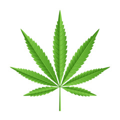 Wall Mural - Vector leaf of marijuana