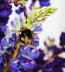 Poster - lupine flowes  and bumblebee