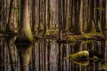 "Swamp Thing"  January Morning In Green Pond, South Carolina. Could Not Help But Feel That This Scene Has Remained Unchanged For A Hundred Years