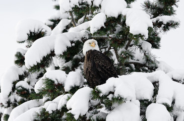 Wall Mural - Bald Eagle