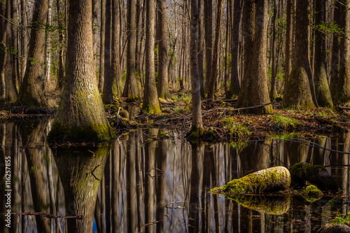 Fotomural "Swamp Thing" January morning in Green Pond, South Carolina