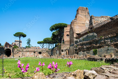 Fotografia, Obraz the ruins of the Stadium on the Palatine Hill in Rome, Italy