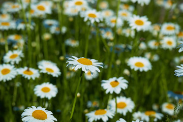 Wall Mural - daisies in a meadow