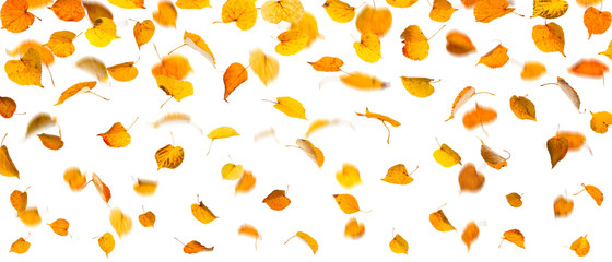 Wall Mural - Autumn falling yellow leaves, on white background.