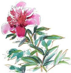 Wall Mural - pink peony with foliage on white, watercolor sketch from nature