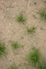 Little Plants on Mud