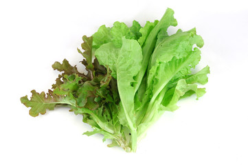 fresh lettuce isolated on the white background