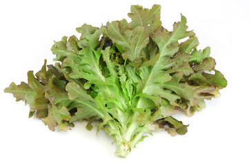 fresh lettuce isolated on the white background