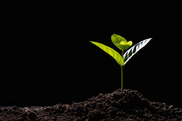 Poster - Green sprouts growing out from soil in the morning light on black background