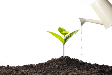 Wall Mural - Sprout watered from a watering can isolated on white background