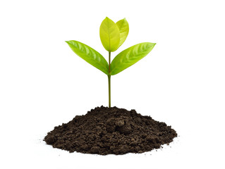 Poster - Green sprout growing out from soil isolated on white background