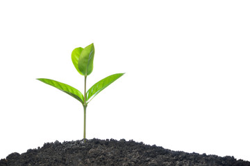 Poster - Green sprout growing out from soil isolated on white background