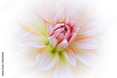 Fotografía Hermosa flor de la dalia - en Soft Focus - Fondo enmascarado