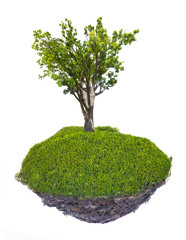 Sticker - large oak in grass with dark soil