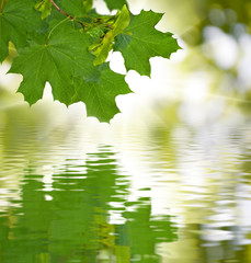 Wall Mural - image of maple branches over the water