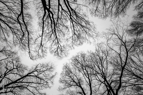 Naklejka nad blat kuchenny Branch of dead tree