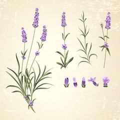 Wall Mural - Vintage set of lavender flowers elements. Botanical illustration of Collection of lavender flowers. Hand drawn illustration. Lavender flowers isolated on paper background.