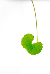 Gotu kola, Asiatic pennywort, Indian pennywort on white backgrou