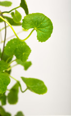 Gotu kola, Asiatic pennywort, Indian pennywort on white backgrou