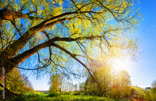 Tela Die Sonne geht über dem Land auf und scheint durch einen schönen Baum