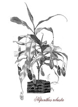 Nepenthes Robusta, Botanical Vintage Engraving