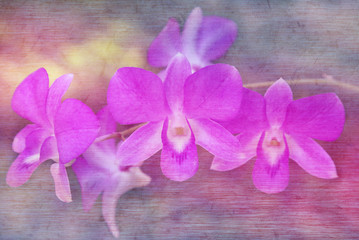 Wall Mural - Purple orchid flowers in soft and blurred style with mulberry pa